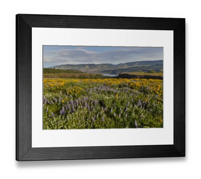 Framed Print : Fields of Balsamroot and Lupine on the Hills above the Columbia River Rowena, Oregon Framed Print : Fields of Balsamroot and Lupine on the Hills above the Columbia River Rowena, Oregon