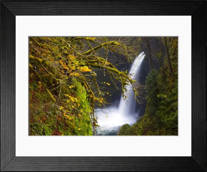 Framed Print : USA, Oregon, Columbia Gorge. Metlako Falls on Eagle Creek, with fall color of Bigleaf Maple Framed Print : USA, Oregon, Columbia Gorge. Metlako Falls on Eagle Creek, with fall color of Bigleaf Maple