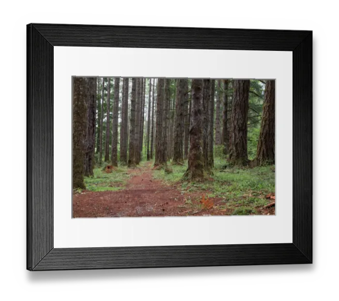 Framed Print : USA, Oregon, Springfield, Forest path, Fall Creek Lake Framed Print : USA, Oregon, Springfield, Forest path, Fall Creek Lake
