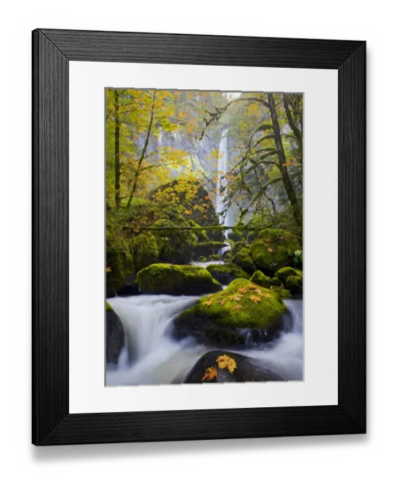 Framed Print : USA, Oregon, Columbia Gorge. A rushing McCord Creek with yellow fall color from Bigleaf Maple Framed Print : USA, Oregon, Columbia Gorge. A rushing McCord Creek with yellow fall color from Bigleaf Maple