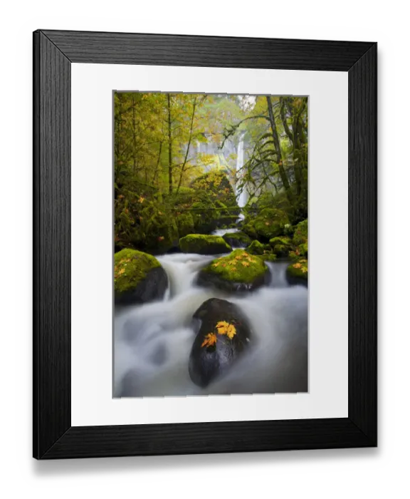 Framed Print : USA, Oregon, Columbia Gorge. A rushing McCord Creek with yellow fall color from Bigleaf Maple Framed Print : USA, Oregon, Columbia Gorge. A rushing McCord Creek with yellow fall color from Bigleaf Maple