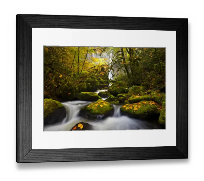 Framed Print : USA, Oregon, Columbia Gorge. A rushing McCord Creek with yellow fall color from Bigleaf Maple Framed Print : USA, Oregon, Columbia Gorge. A rushing McCord Creek with yellow fall color from Bigleaf Maple