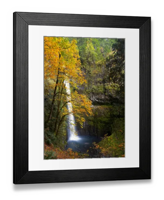 Framed Print : USA, Oregon. A bigleaf maple (Acer_macrophyllum) provides the yellow color in fall
