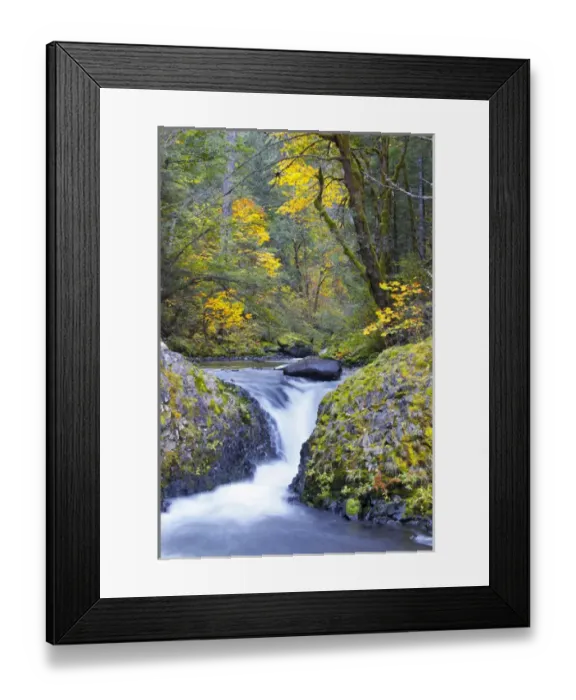 Framed Print : USA, Oregon. Bigleaf maple (Acer_macrophyllum) provides yellow color in fall scene Framed Print : USA, Oregon. Bigleaf maple (Acer_macrophyllum) provides yellow color in fall scene