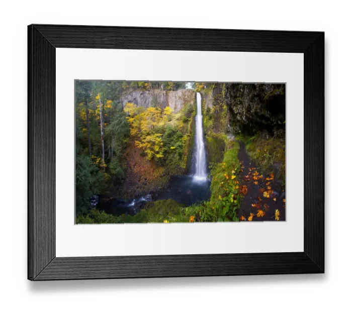 Framed Print : USA, Oregon. A bigleaf maple leaves(Acer_macrophyllum) provides yellow color in fall Framed Print : USA, Oregon. A bigleaf maple leaves(Acer_macrophyllum) provides yellow color in fall