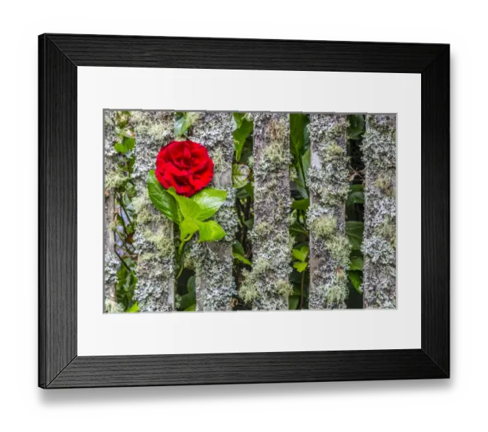 Framed Print : USA, Oregon, Cannon Beach, Rose in Fence