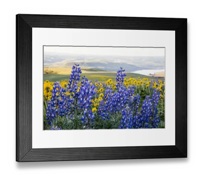 Framed Print : United States, Oregon, Columbia River Gorge, Landscape aloong the Gorge Framed Print : United States, Oregon, Columbia River Gorge, Landscape aloong the Gorge