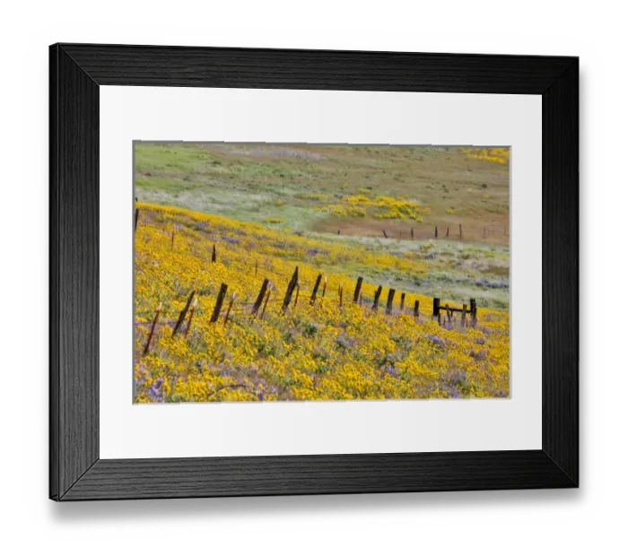 Framed Print : United States, Oregon, Columbia River Gorge, Field Along Dalles Mountain Road Framed Print : United States, Oregon, Columbia River Gorge, Field Along Dalles Mountain Road