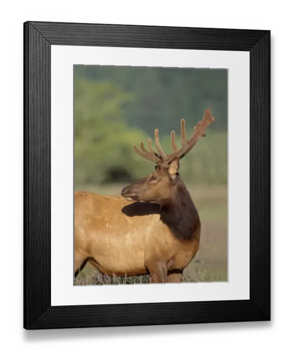 Framed Print : Roosevelt elk (Cervus canadensis roosevelti ) male with velvet covered antlers, Dean
