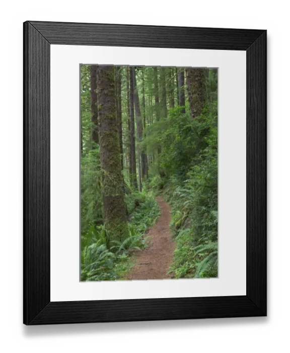 Framed Print : USA, Oregon, Siuslaw National Forest. Cape Perpetua Scenic Area, Gwynn Creek Trail Framed Print : USA, Oregon, Siuslaw National Forest. Cape Perpetua Scenic Area, Gwynn Creek Trail