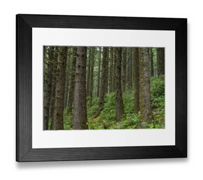 Framed Print : USA, Oregon, Siuslaw National Forest. Cape Perpetua Scenic Area, Coastal rainforest Framed Print : USA, Oregon, Siuslaw National Forest. Cape Perpetua Scenic Area, Coastal rainforest