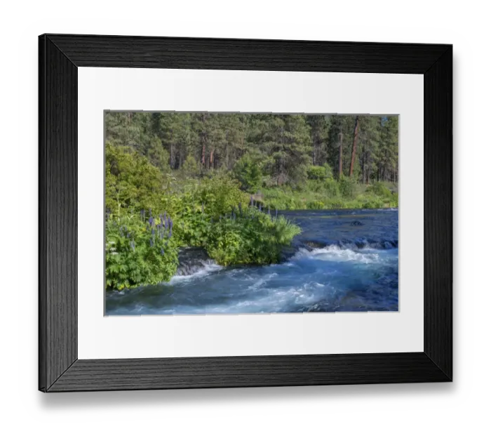 Framed Print : USA, Oregon, Deschutes National Forest, Summer wildflowers and pine forest along Framed Print : USA, Oregon, Deschutes National Forest, Summer wildflowers and pine forest along