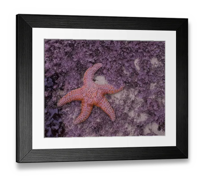 Framed Print : OR, Oregon Coast, Ecola State Park, Ochre Sea Star Framed Print : OR, Oregon Coast, Ecola State Park, Ochre Sea Star