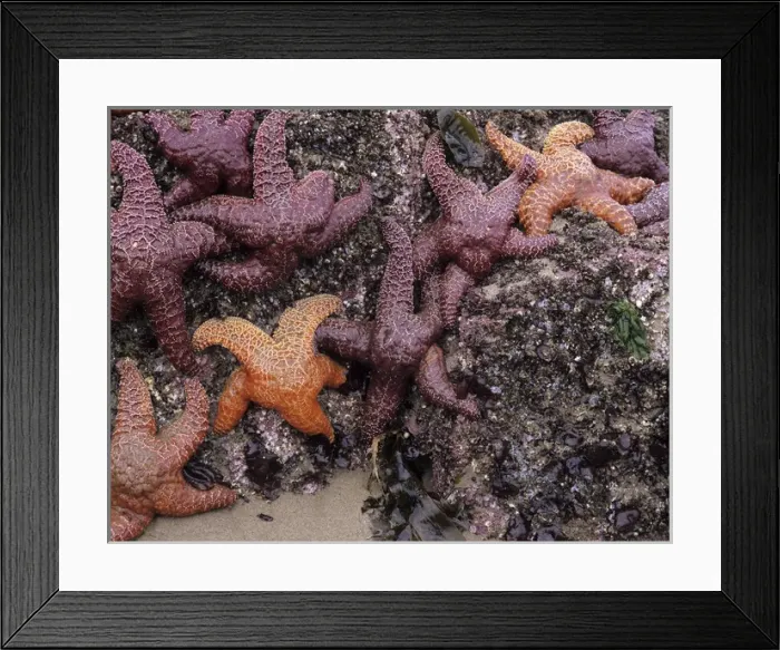Framed Print : OR, Oregon Coast, Bandon, Ochre sea stars