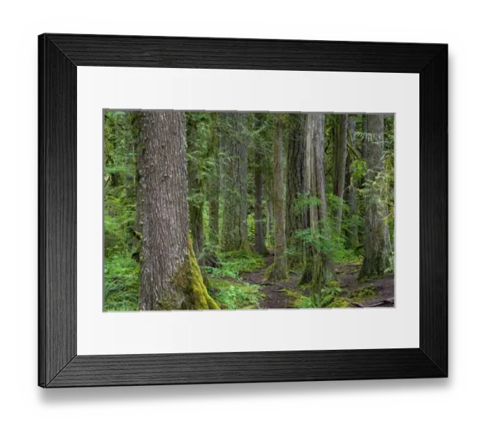 Framed Print : USA, Oregon, Mount Hood National Forest, Salmon-Huckleberry Wilderness, Old growth