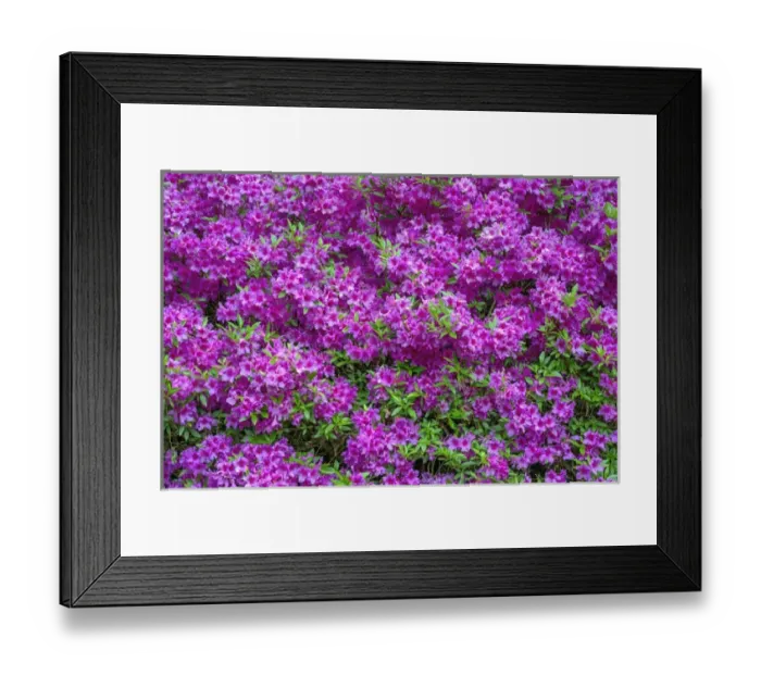Framed Print : USA, Oregon, Portland, Crystal Springs Rhododendron Garden, Azalea in bloom Framed Print : USA, Oregon, Portland, Crystal Springs Rhododendron Garden, Azalea in bloom