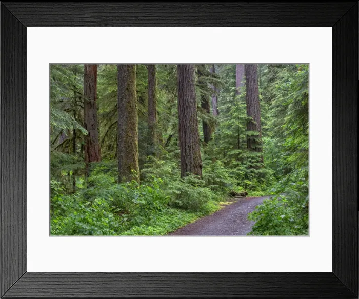 Framed Print : USA, Oregon, Willamette National Forest, Opal Creek Scenic Recreation Area, Trail through lush Framed Print : USA, Oregon, Willamette National Forest, Opal Creek Scenic Recreation Area, Trail through lush