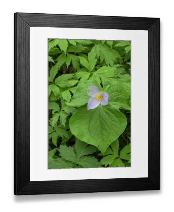Framed Print : USA, Oregon, Tryon Creek State Natural Area, Western Trillium (Trillium ovatum) in Framed Print : USA, Oregon, Tryon Creek State Natural Area, Western Trillium (Trillium ovatum) in