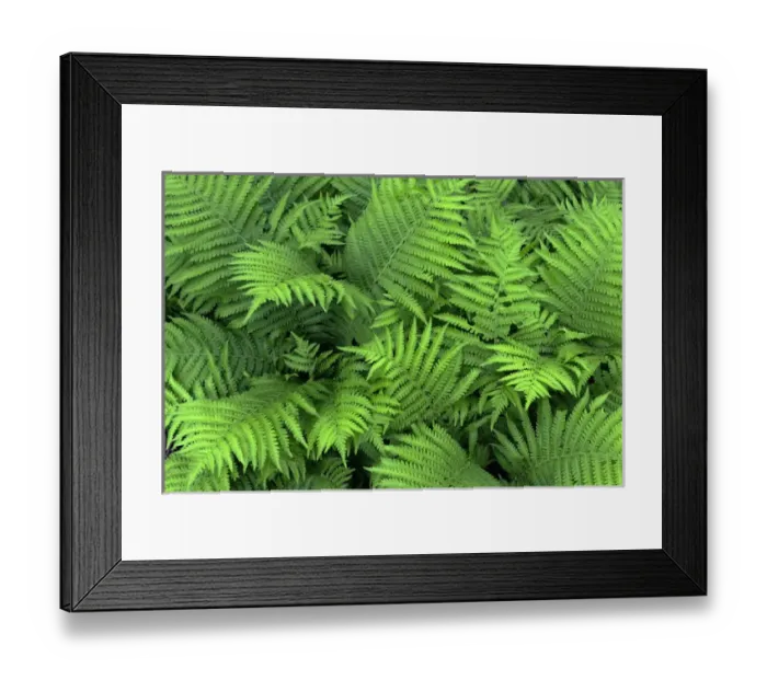 Framed Print : USA, Oregon, Portland, Crystal Springs Rhododendron Garden, Bracken fern in spring Framed Print : USA, Oregon, Portland, Crystal Springs Rhododendron Garden, Bracken fern in spring