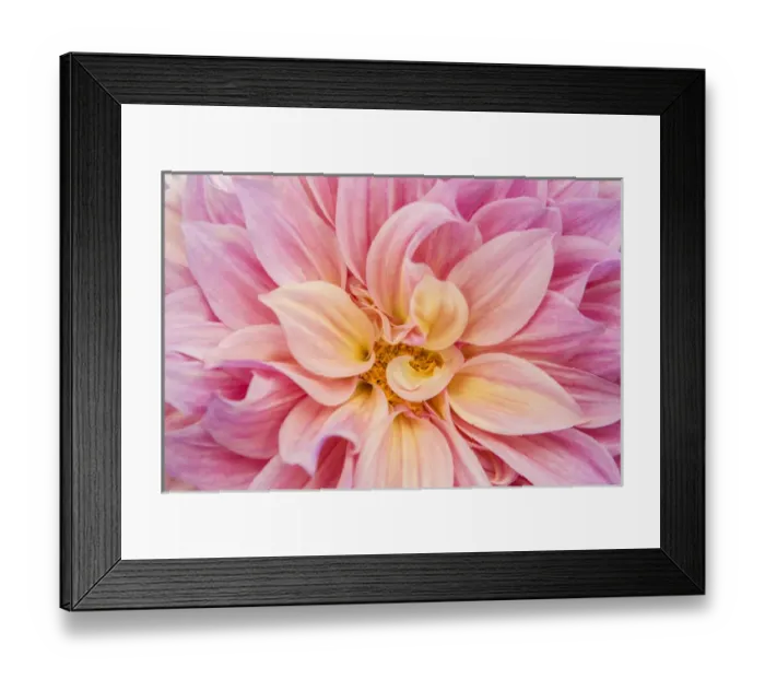 Framed Print : USA, Oregon, Portland. Pink dahlia close-up
