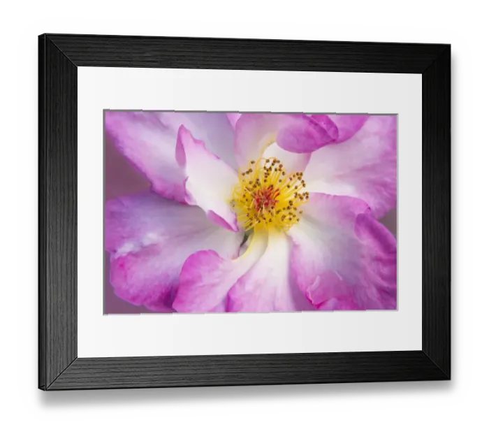Framed Print : USA, Oregon, Portland. Rose detail. Credit as: Kathleen Clemons / Jaynes Gallery / DanitaDelimont Framed Print : USA, Oregon, Portland. Rose detail. Credit as: Kathleen Clemons / Jaynes Gallery / DanitaDelimont