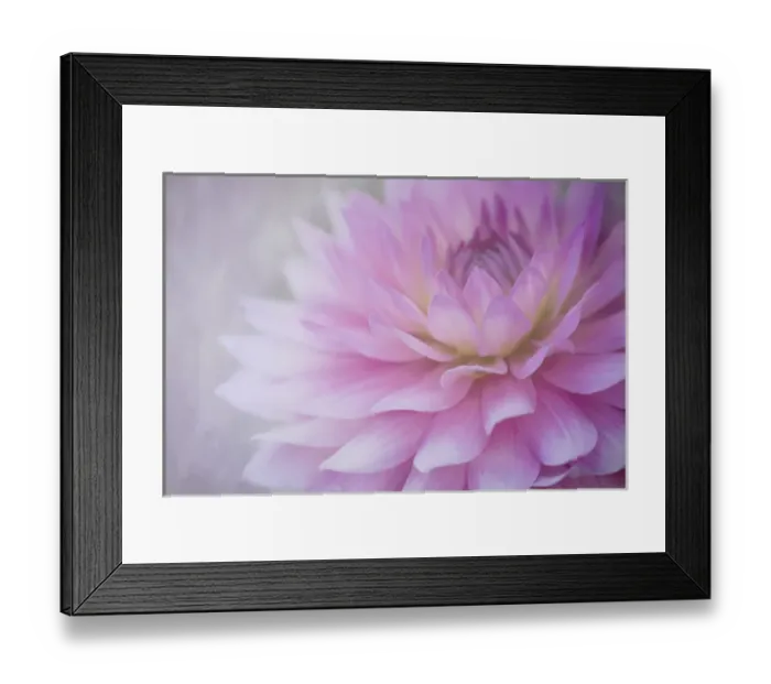 Framed Print : USA, Oregon, Portland. Pink dahlia close-up Framed Print : USA, Oregon, Portland. Pink dahlia close-up