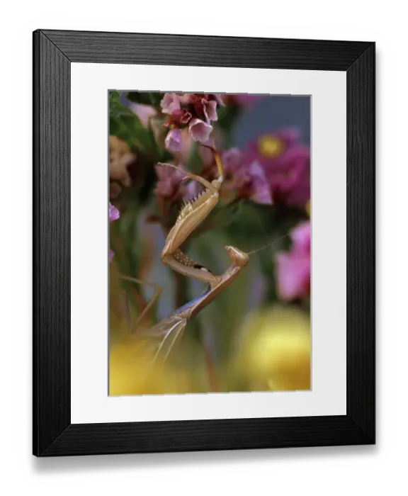 Framed Print : USA, Oregon. Praying mantis on statice flower Framed Print : USA, Oregon. Praying mantis on statice flower