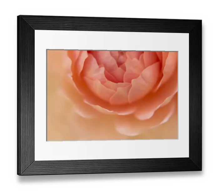Framed Print : USA, Oregon, Portland. Orange rose detail Framed Print : USA, Oregon, Portland. Orange rose detail
