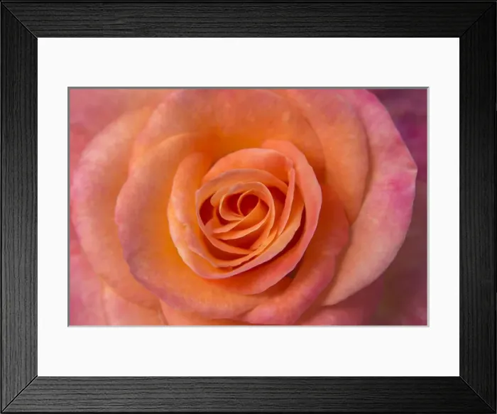 Framed Print : USA, Oregon, Portland. Orange rose close-up