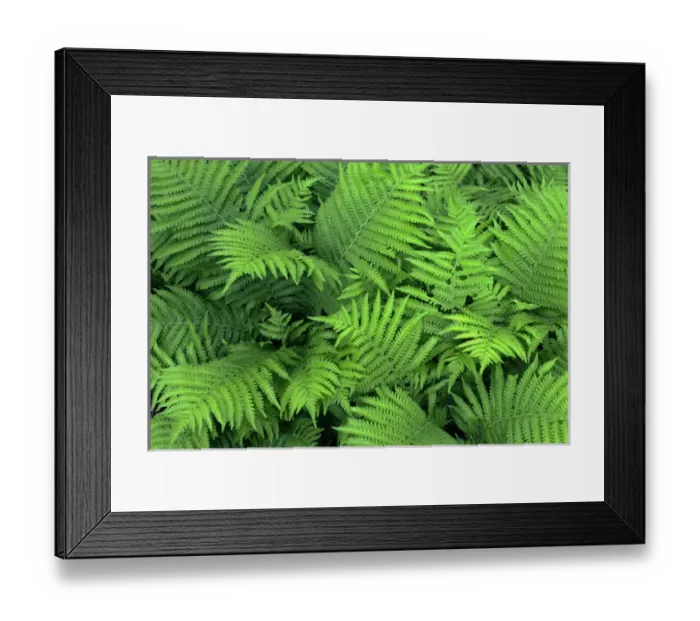 Framed Print : USA, Oregon, Portland, Crystal Springs Rhododendron Garden, Bracken fern in spring Framed Print : USA, Oregon, Portland, Crystal Springs Rhododendron Garden, Bracken fern in spring
