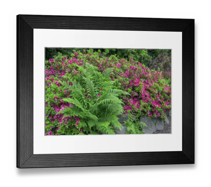Framed Print : USA, Oregon, Portland, Crystal Springs Rhododendron Garden, Blooming azalea and bracken Framed Print : USA, Oregon, Portland, Crystal Springs Rhododendron Garden, Blooming azalea and bracken