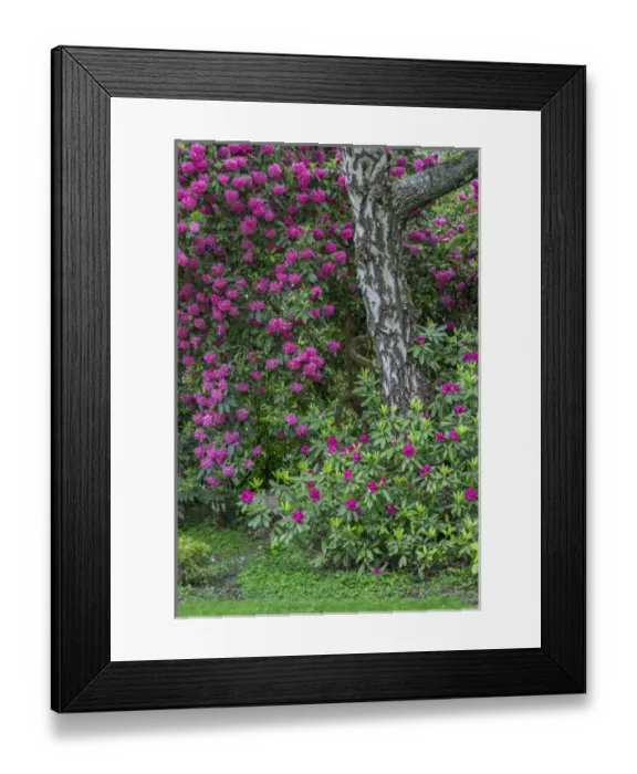 Framed Print : USA, Oregon, Portland, Crystal Springs Rhododendron Garden, Purple blossoms of rhododendrons Framed Print : USA, Oregon, Portland, Crystal Springs Rhododendron Garden, Purple blossoms of rhododendrons