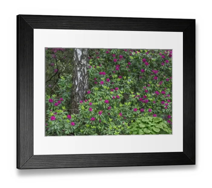 Framed Print : USA, Oregon, Portland, Crystal Springs Rhododendron Garden, Purple blossoms of rhododendrons Framed Print : USA, Oregon, Portland, Crystal Springs Rhododendron Garden, Purple blossoms of rhododendrons