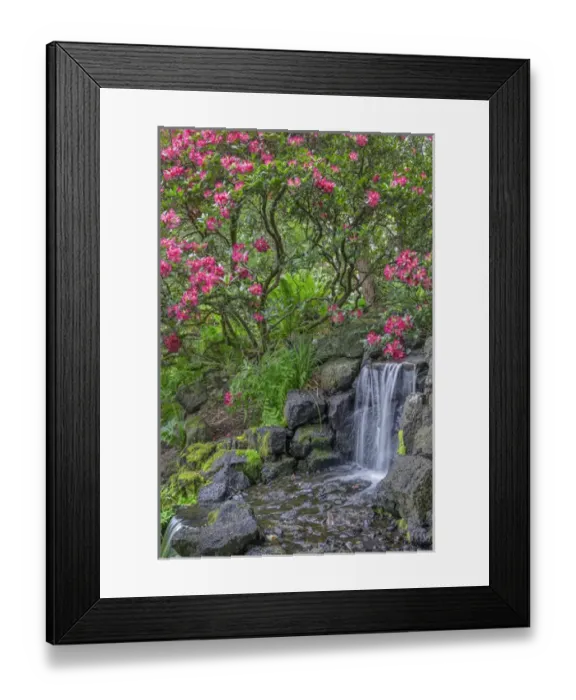 Framed Print : USA, Oregon, Portland, Crystal Springs Rhododendron Garden, Light red blossoms of Framed Print : USA, Oregon, Portland, Crystal Springs Rhododendron Garden, Light red blossoms of
