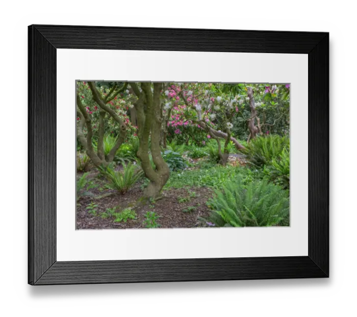 Framed Print : USA, Oregon, Portland, Crystal Springs Rhododendron Garden, Woody branches of rhododendrons Framed Print : USA, Oregon, Portland, Crystal Springs Rhododendron Garden, Woody branches of rhododendrons