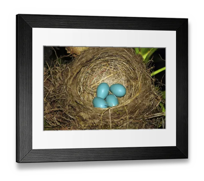 Framed Print : Robins Eggs, backyard, Portland, Oregon, USA