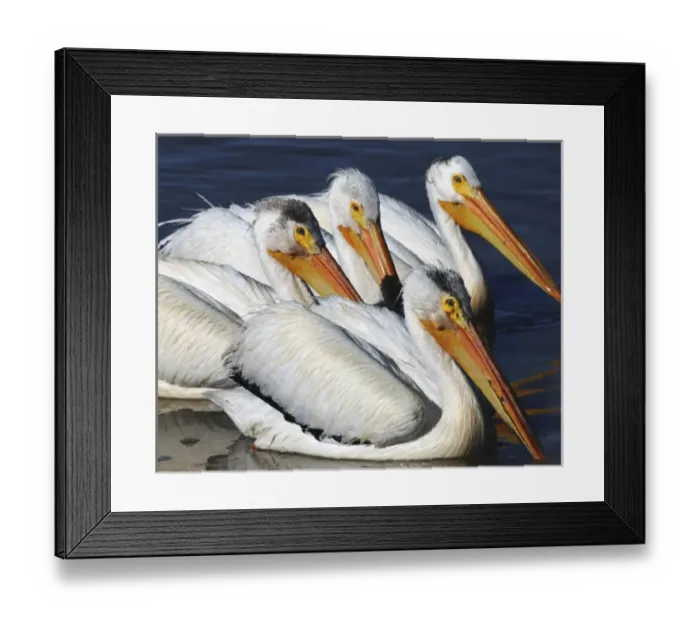 Framed Print : White Pelican Quartet, Summer lake, Oregon, USA