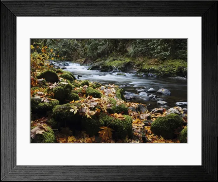 Framed Print : Autumn on the Salmon River, Welches, Oregon, USA Framed Print : Autumn on the Salmon River, Welches, Oregon, USA