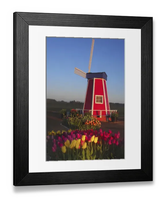 Framed Print : Wind Mill at the Tulip Festival, Woodburn, Oregon, USA Framed Print : Wind Mill at the Tulip Festival, Woodburn, Oregon, USA