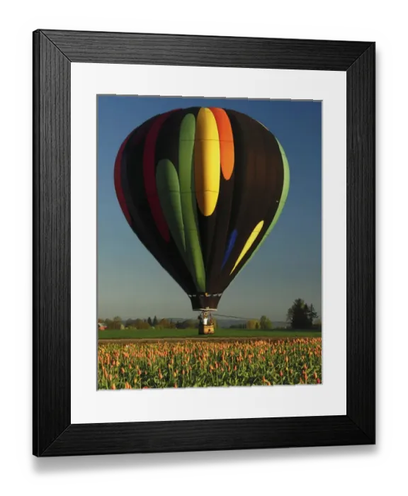 Framed Print : Hot Air Balloon, Tulip Festival, Woodburn, Oregon, USA Framed Print : Hot Air Balloon, Tulip Festival, Woodburn, Oregon, USA