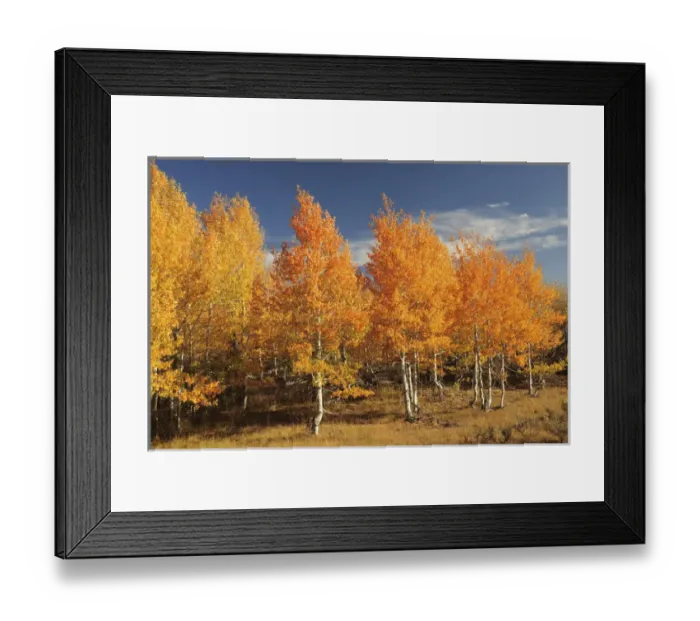 Framed Print : Autumn Aspens, Steens Mountain, Frenchglen, Oregon, USA Framed Print : Autumn Aspens, Steens Mountain, Frenchglen, Oregon, USA