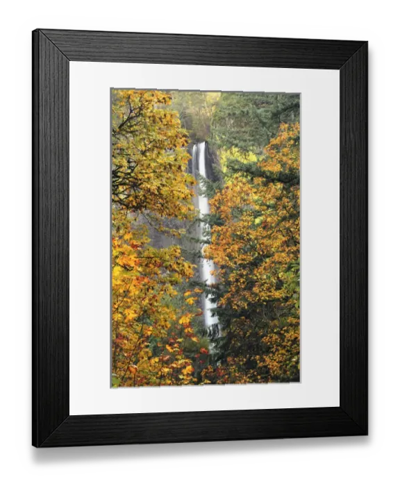 Framed Print : Latourell Falls in Autumn, Columbia Gorge, Oregon, USA Framed Print : Latourell Falls in Autumn, Columbia Gorge, Oregon, USA