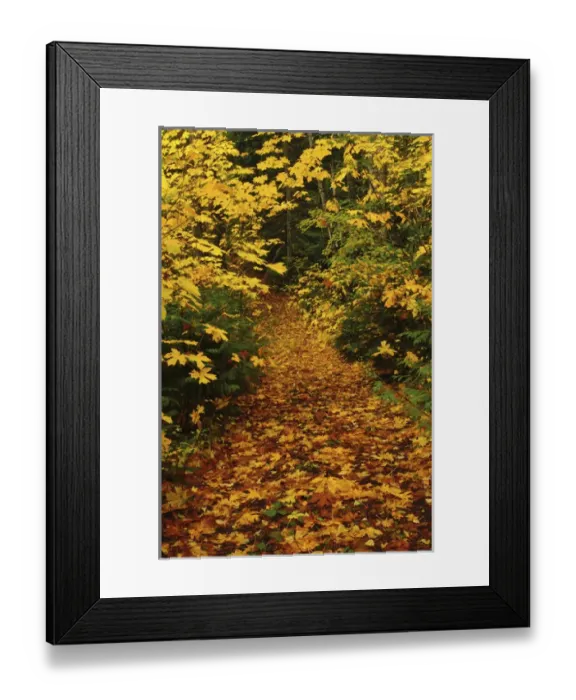 Framed Print : Autumn Path, Mount Hood National Forest, Oregon, USA Framed Print : Autumn Path, Mount Hood National Forest, Oregon, USA