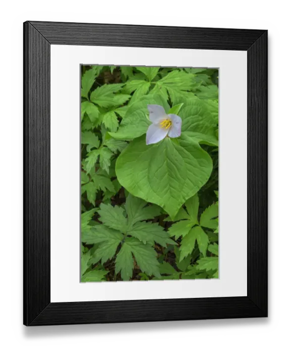 Framed Print : USA, Oregon, Tryon Creek State Natural Area, Western Trillium (Trillium ovatum) in Framed Print : USA, Oregon, Tryon Creek State Natural Area, Western Trillium (Trillium ovatum) in
