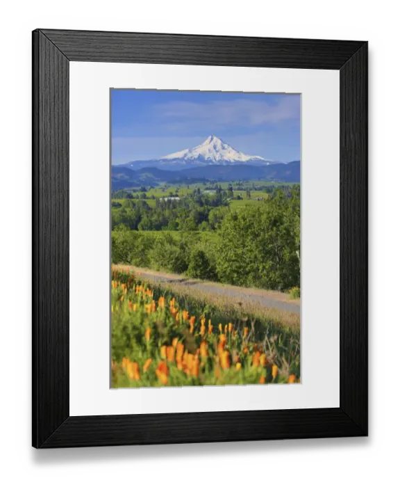 Framed Print : Hood River, Oregon. Wildflowers, Hood River Valley, and a snow capped Mount Hood Framed Print : Hood River, Oregon. Wildflowers, Hood River Valley, and a snow capped Mount Hood
