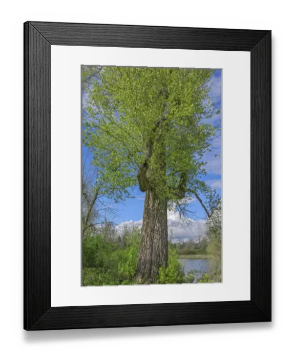Framed Print : USA, Oregon, Willamette Mission State Park, Worlds largest black cottonwood