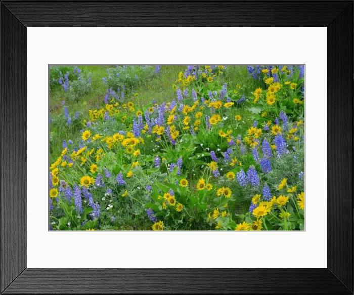 Framed Print : USA, Washington, Columbia River Gorge National Scenic Area, Spring bloom of Northwest balsamroot