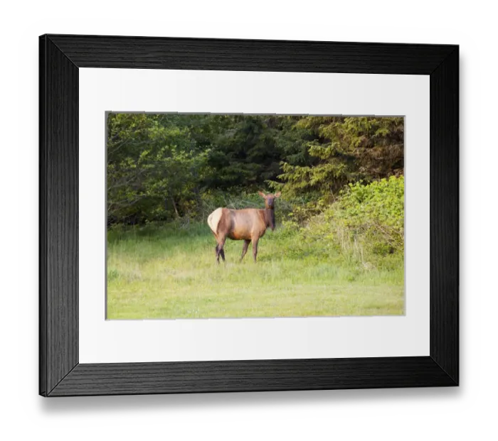 Framed Print : OR, Ecola State Park, elk Framed Print : OR, Ecola State Park, elk