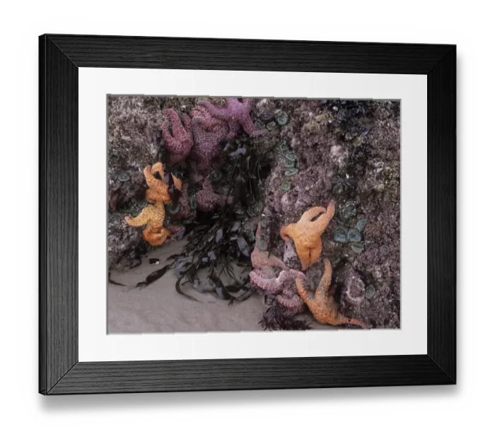 Framed Print : OR, Oregon Coast, Bandon, Ochre sea stars and green sea anemones Framed Print : OR, Oregon Coast, Bandon, Ochre sea stars and green sea anemones