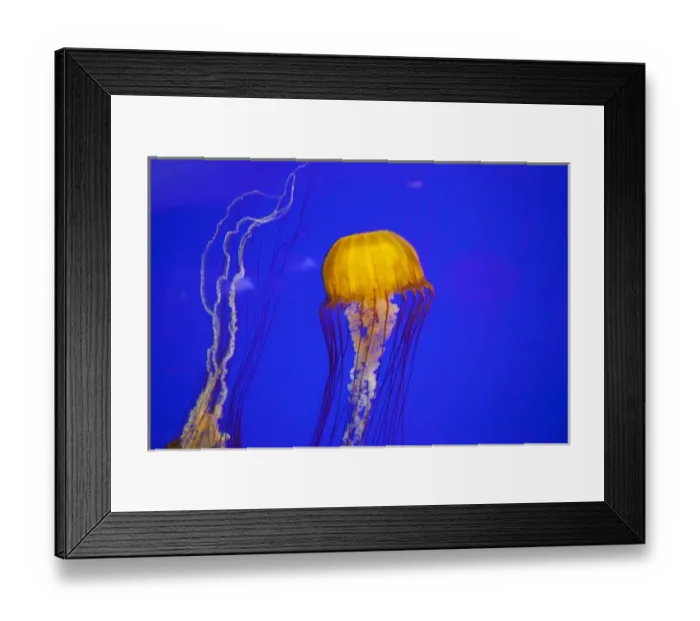 Framed Print : OR, Newport, Oregon Coast Aquarium, Pacific Sea Nettle Jellyfish (Chrysaora quinquecirrh) Framed Print : OR, Newport, Oregon Coast Aquarium, Pacific Sea Nettle Jellyfish (Chrysaora quinquecirrh)
